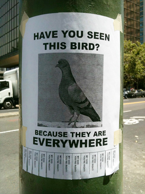 Avez vous vu cet oiseau ?