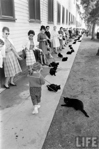 Nombreux chats noirs pour un casting