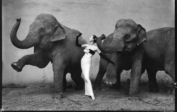 10-Richard-Avedon-Dovima-with-elephants-1955