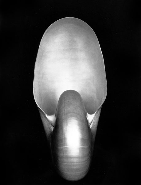 11. Edward Weston, Nautilus (1927)