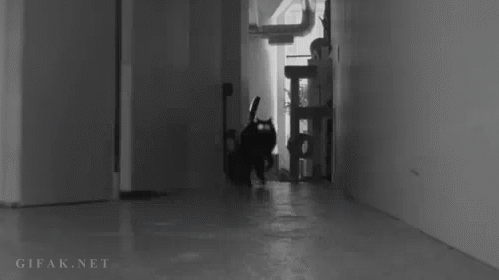 chat-sautant-fond-couloir