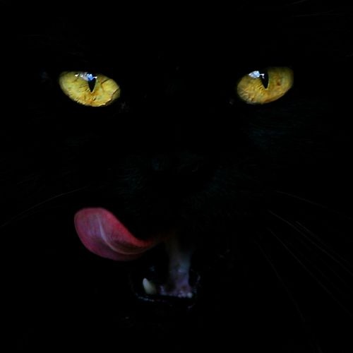 chat-noir-29