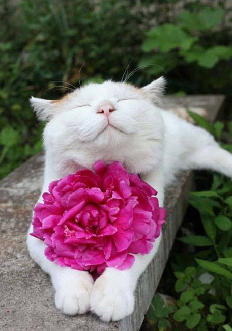 chats-fleurs-framboize-008